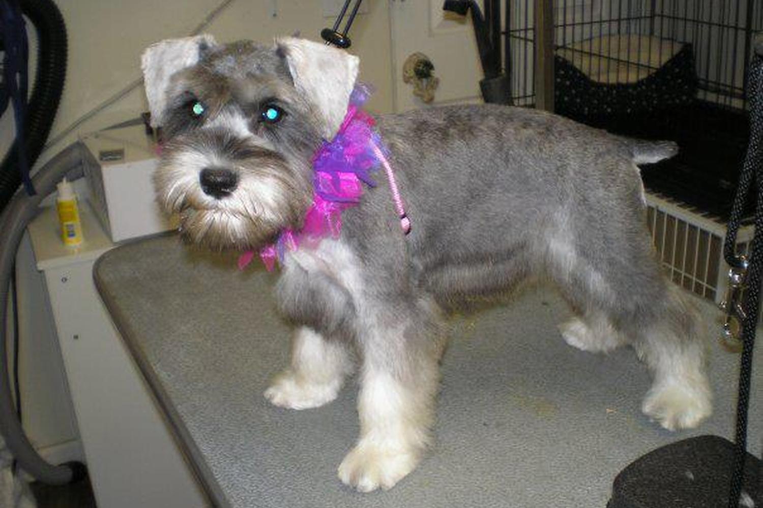 Gizmo's Grooming Salon 2