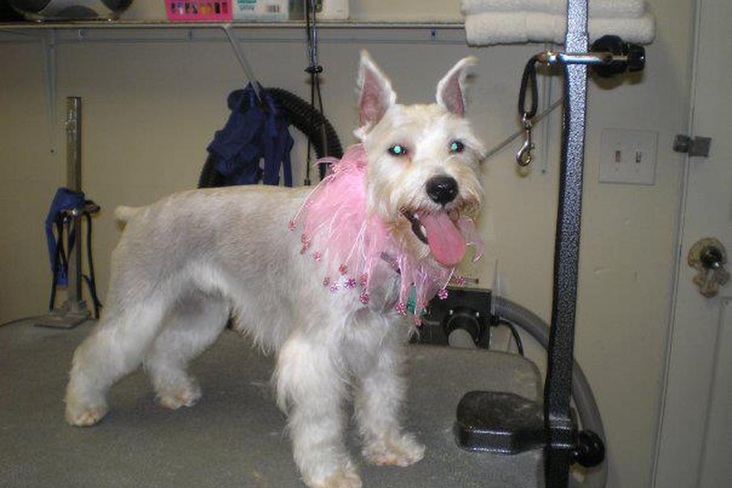 Gizmo's Grooming Salon 3