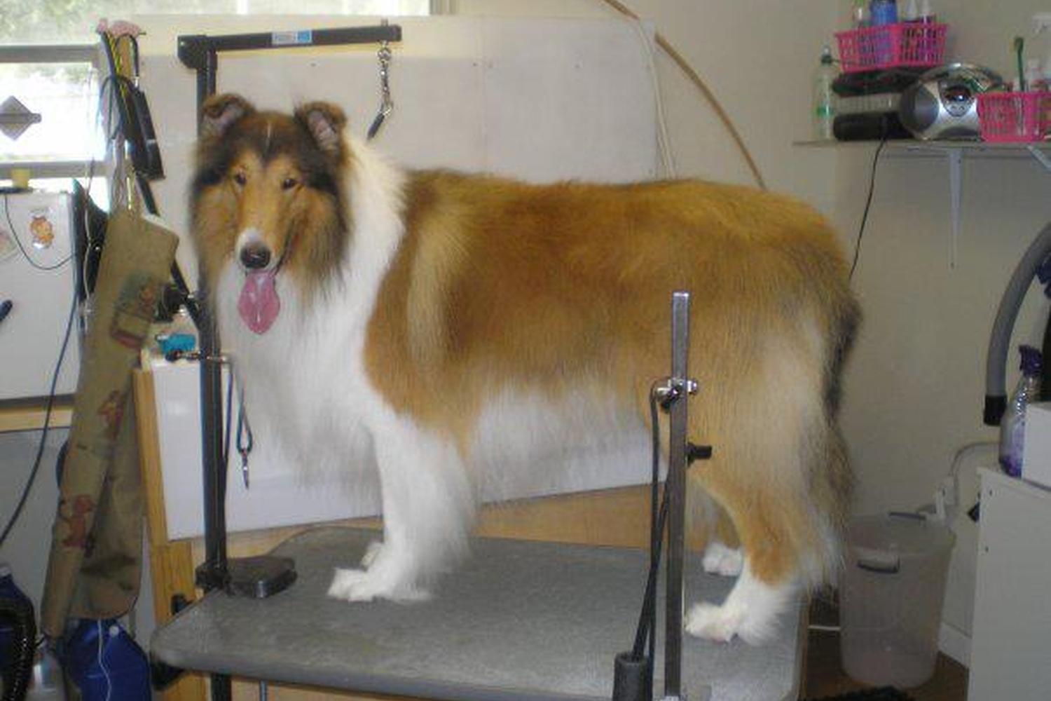 Gizmo's Grooming Salon 1