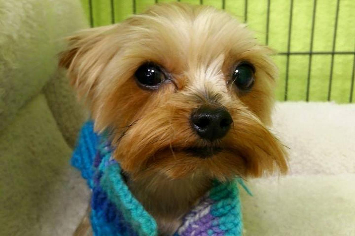 Pet Club Grooming at Mill 2