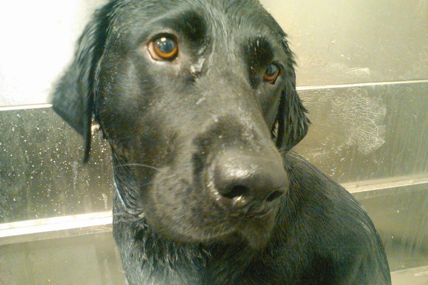 Pet Club Grooming at Mill 1