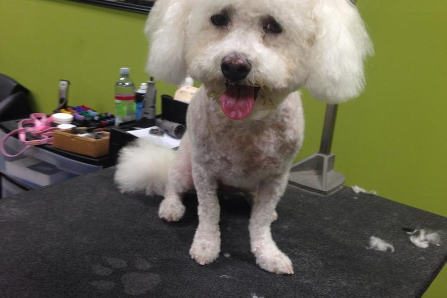 Pet Club Grooming at Mill 4