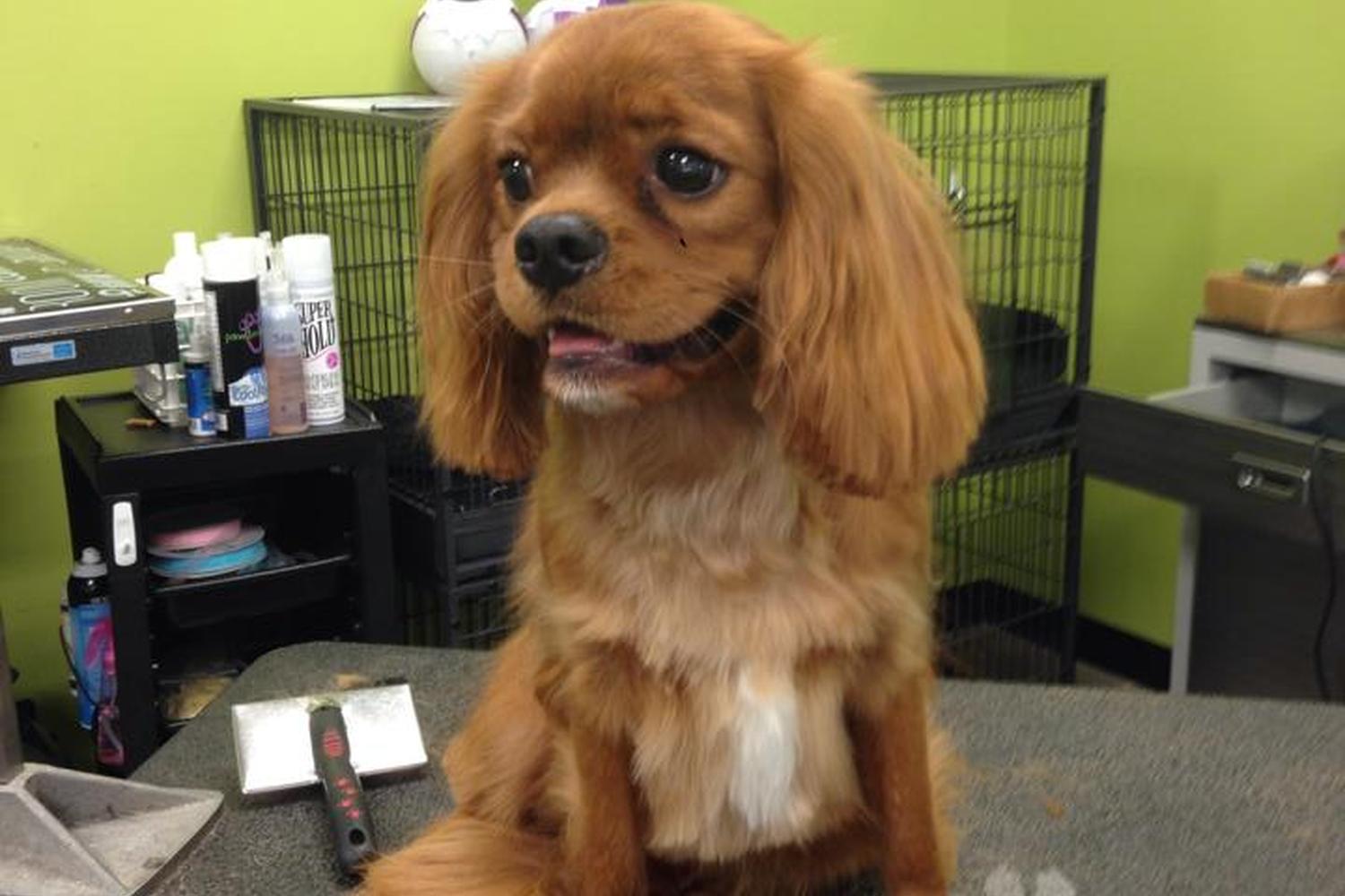 Pet Club Grooming at Mill 5