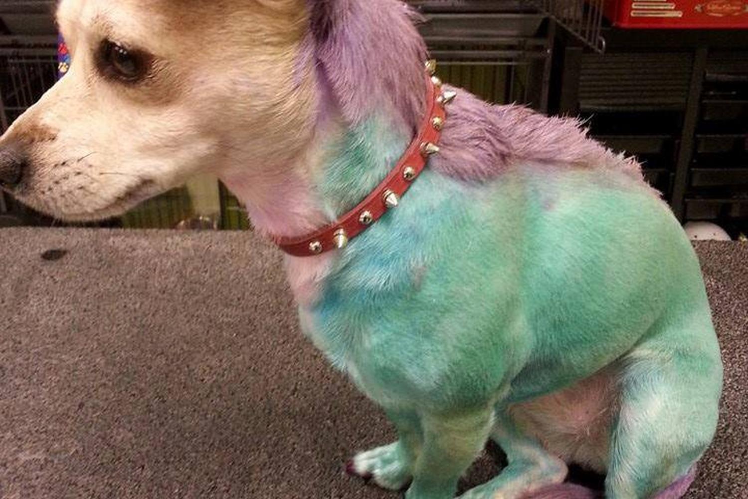 Pet Club Grooming at Mill 3