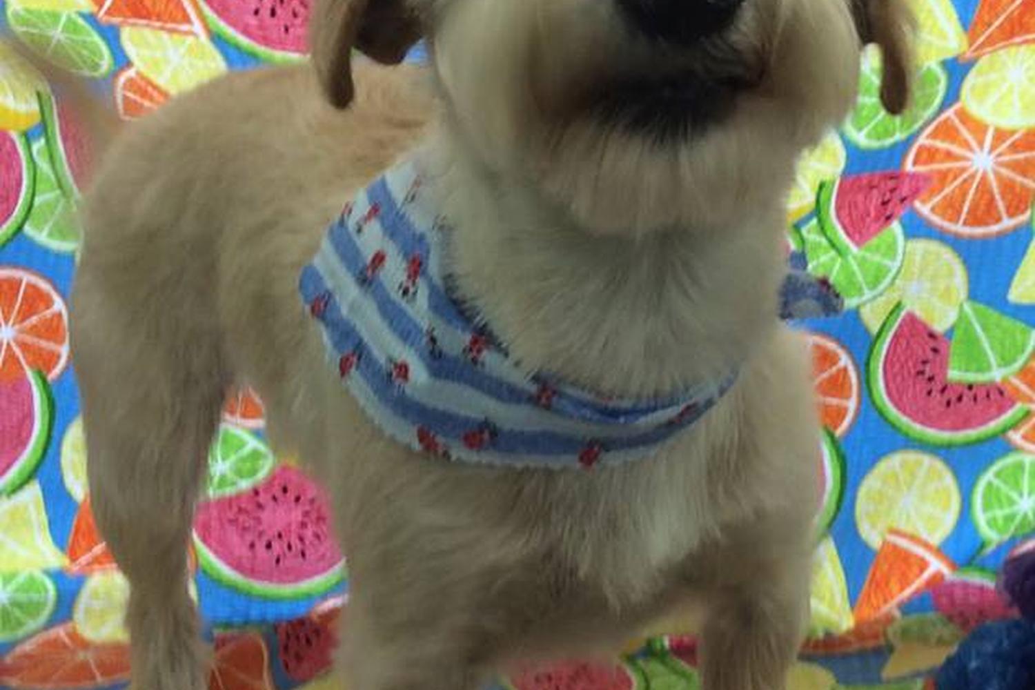 Top Dog Pet Spa LLC 4