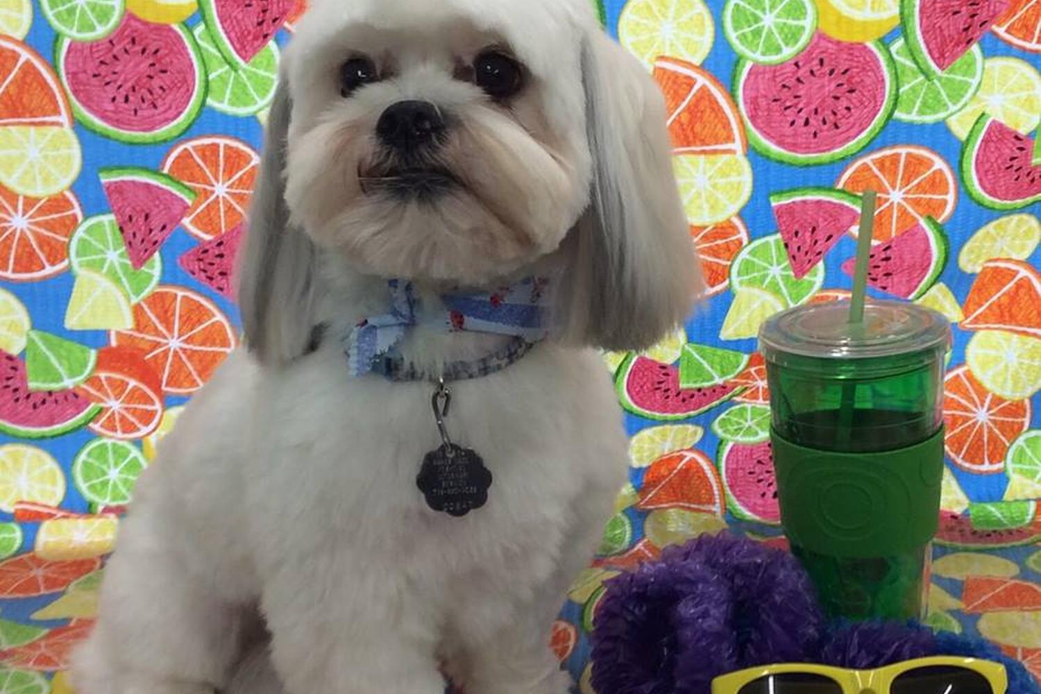 Top Dog Pet Spa LLC 3