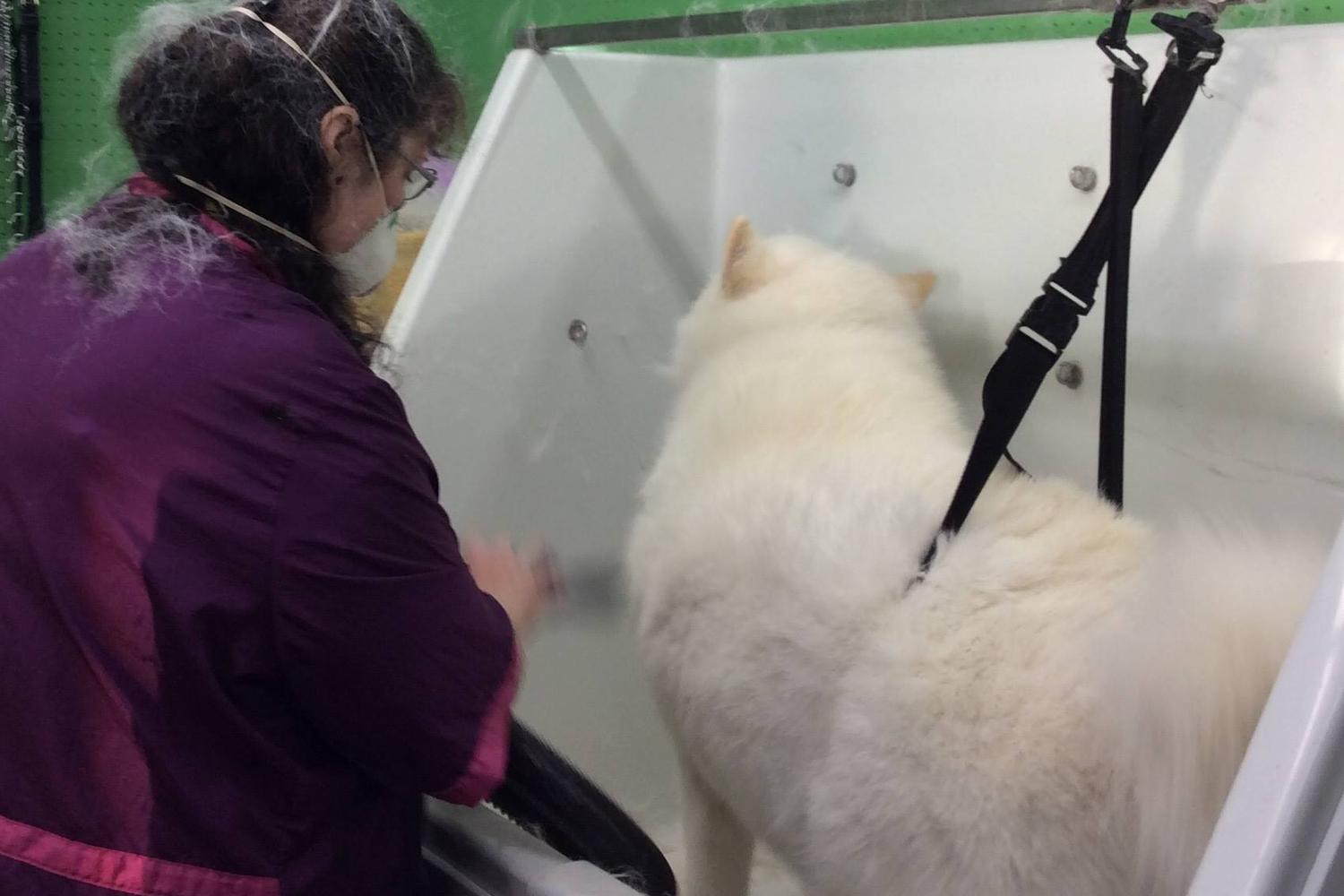 Top Dog Pet Spa LLC 1