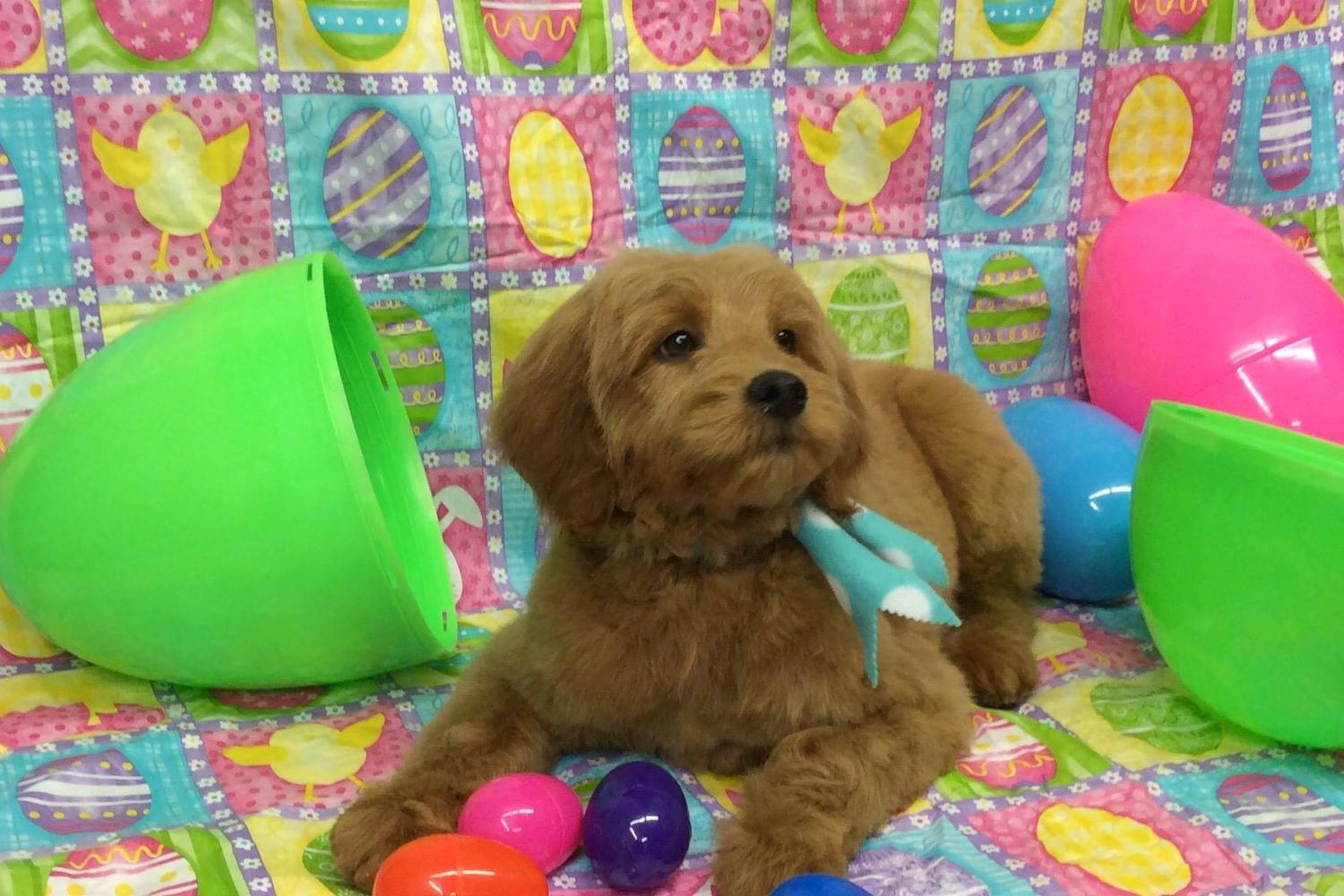 Top Dog Pet Spa LLC 2