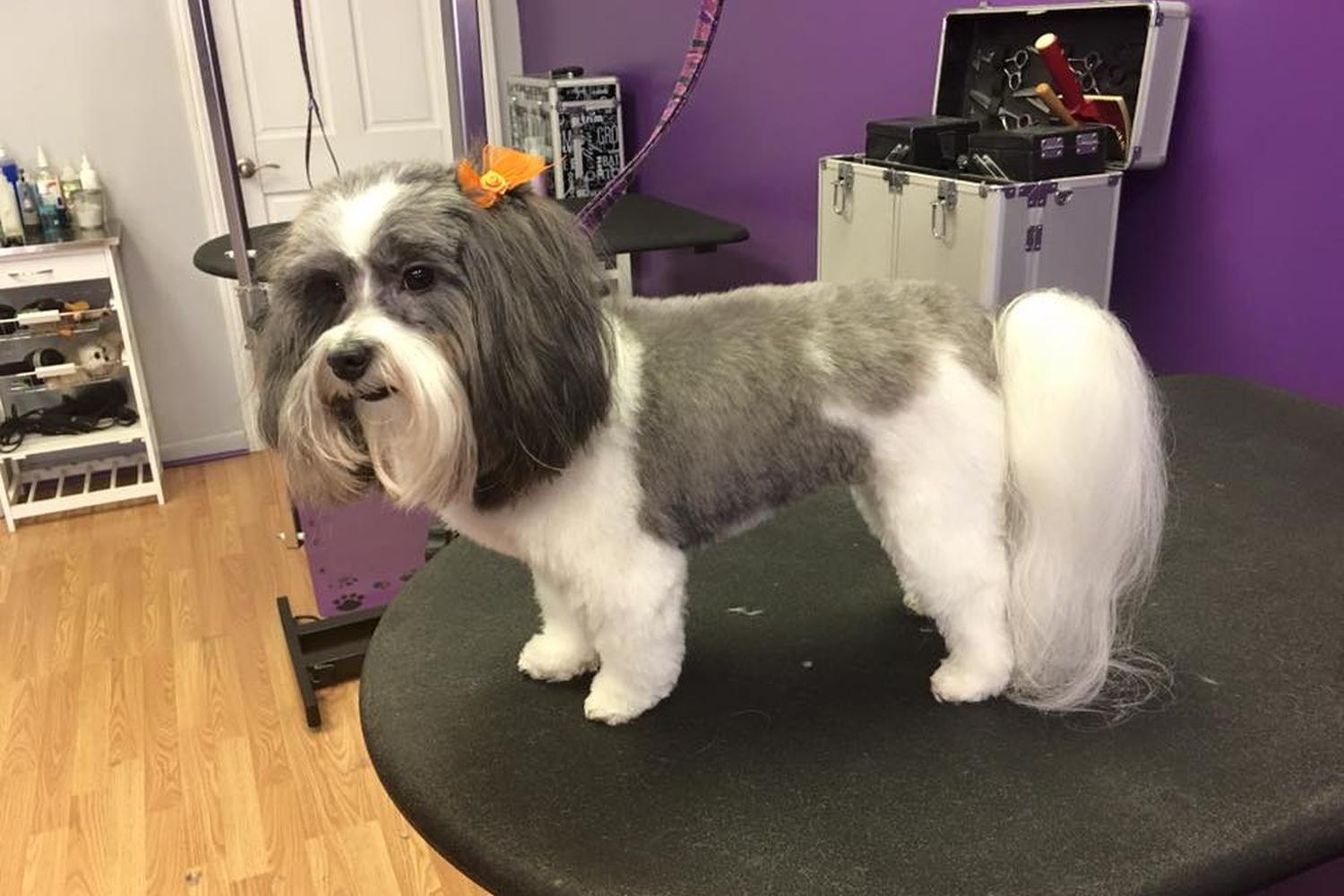 Groomingdales Salon 4