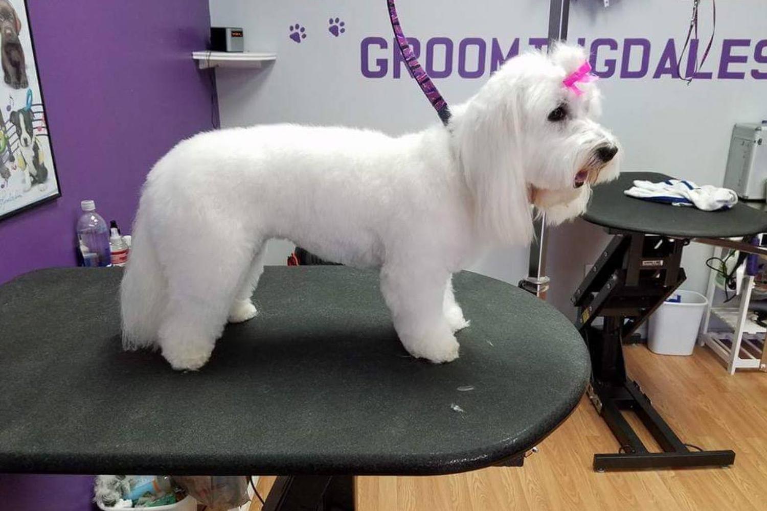 Groomingdales Salon 1