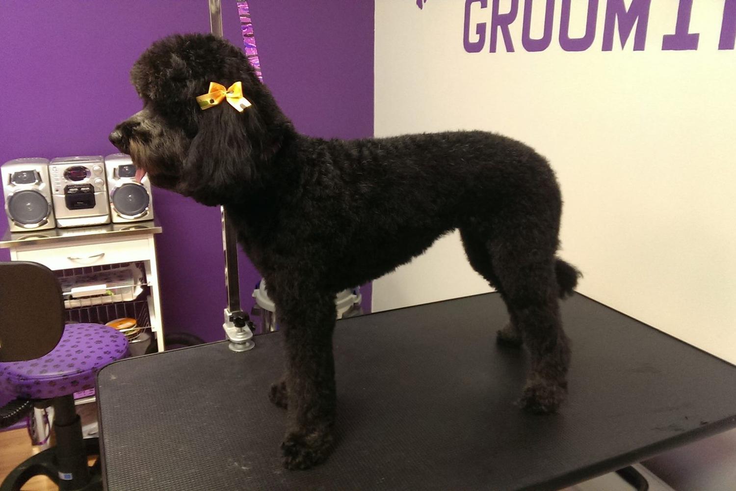 Groomingdales Salon 5