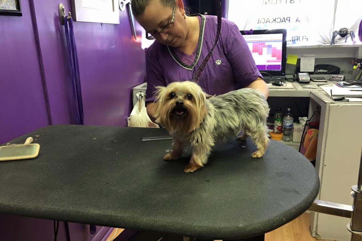 Groomingdales Salon 3