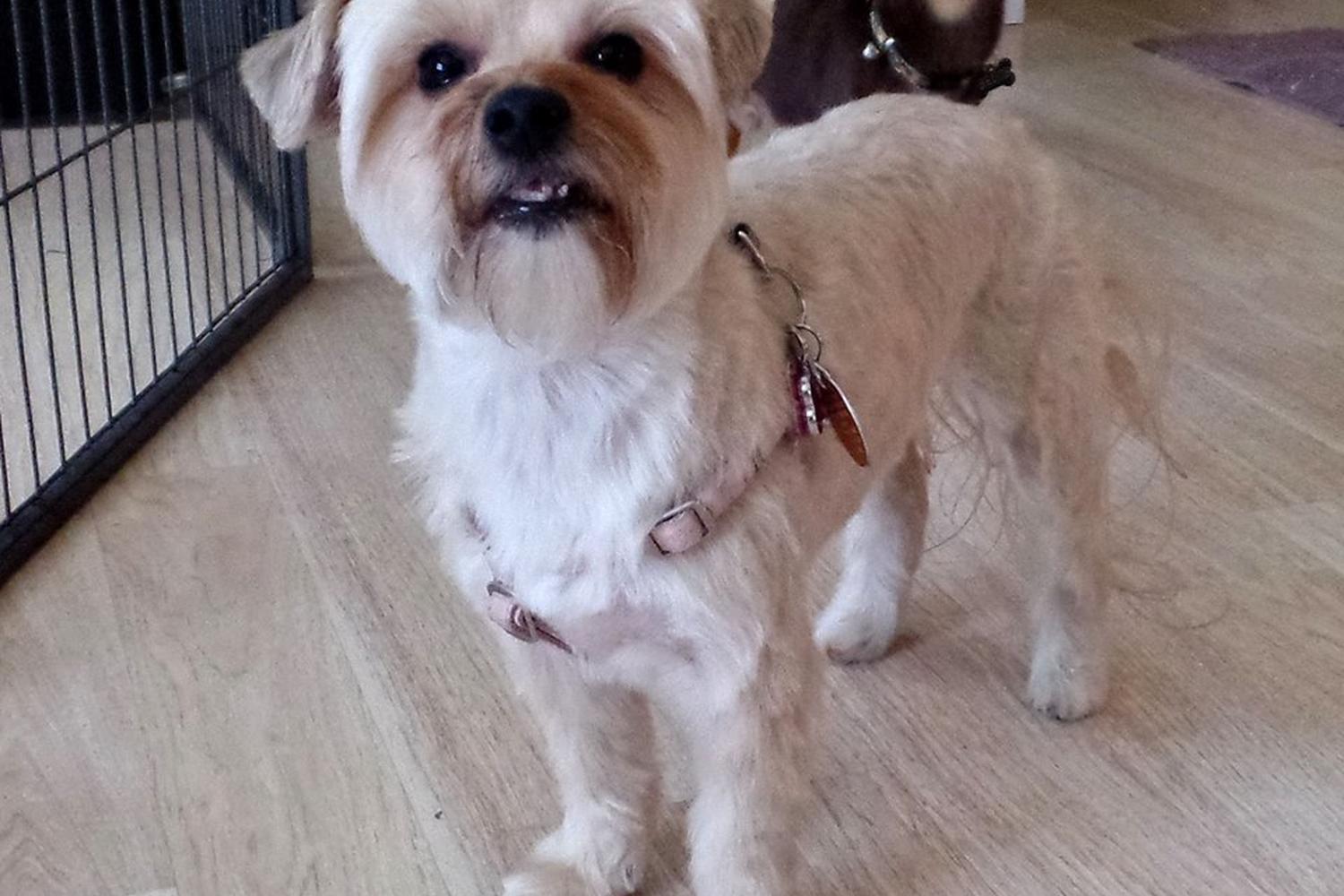 Funky Fido Dog Grooming 4