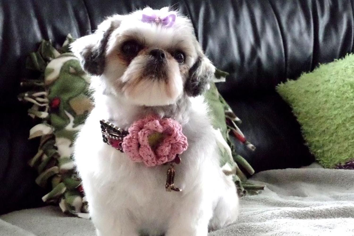 Funky Fido Dog Grooming 5