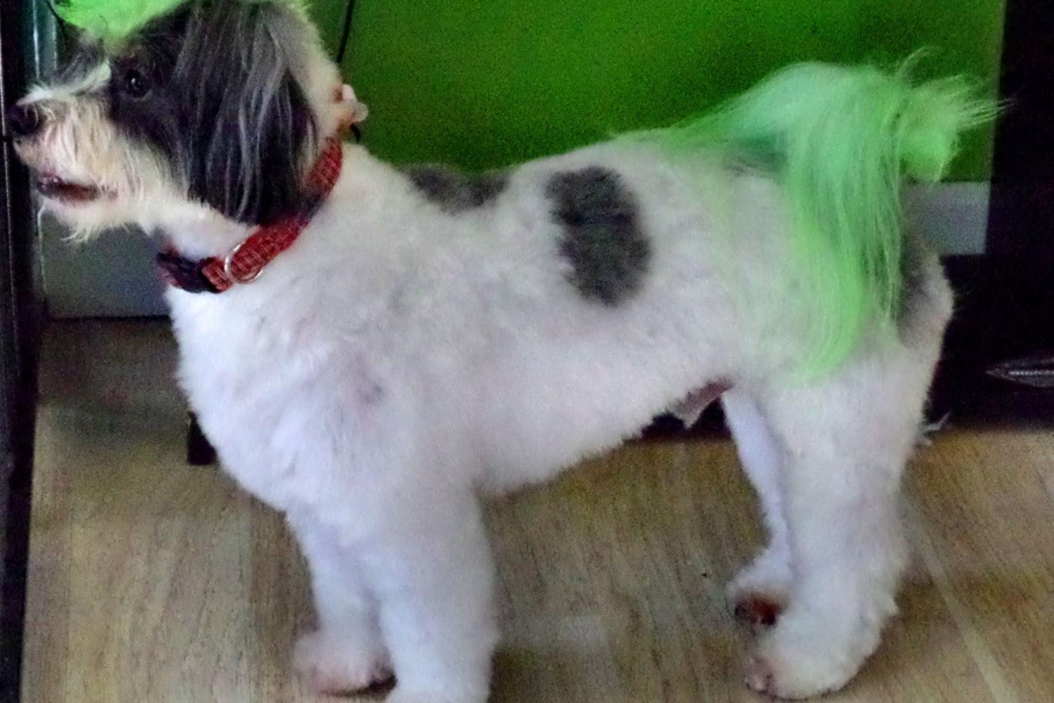 Funky Fido Dog Grooming 1