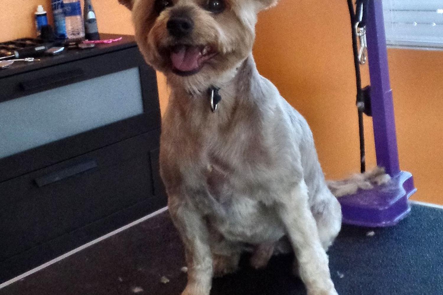 Funky Fido Dog Grooming 3
