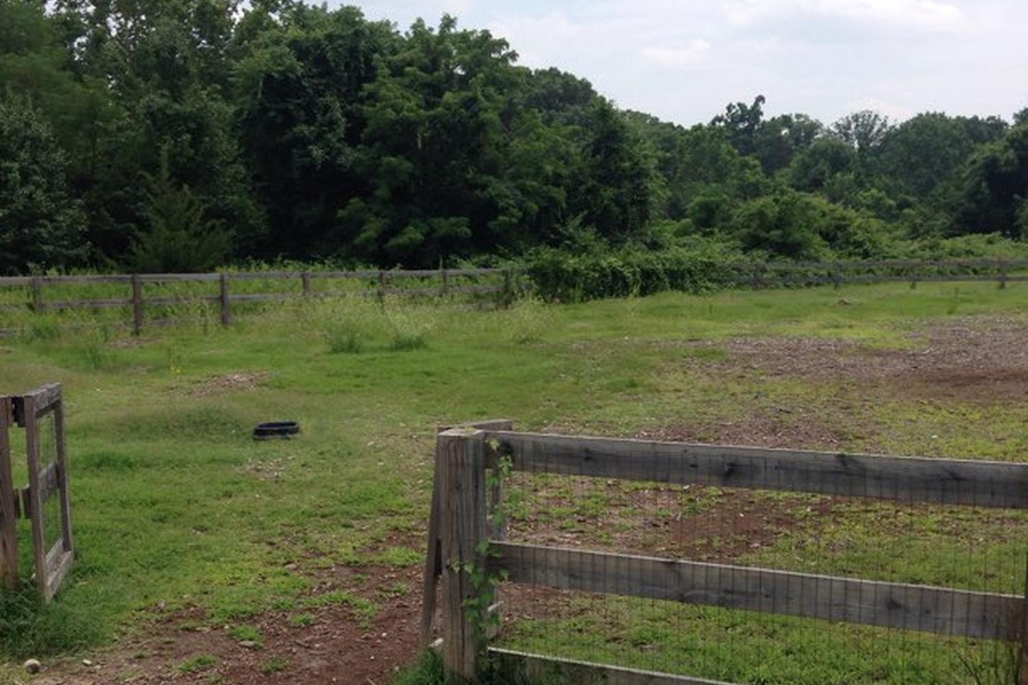 Northside Dog Park 2