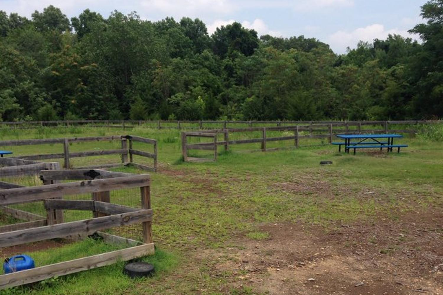 Northside Dog Park 4