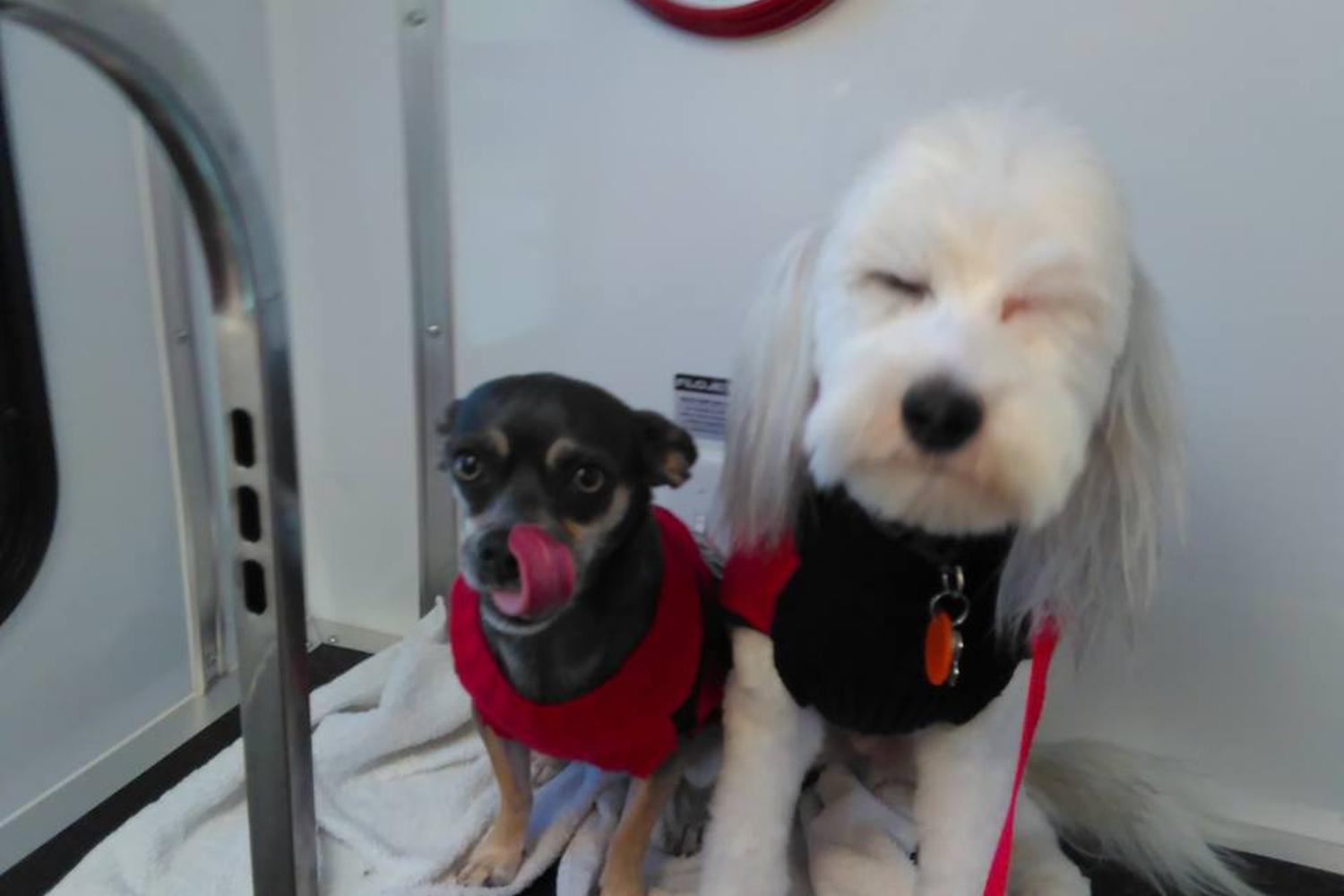 Apples Pet Boutique 5