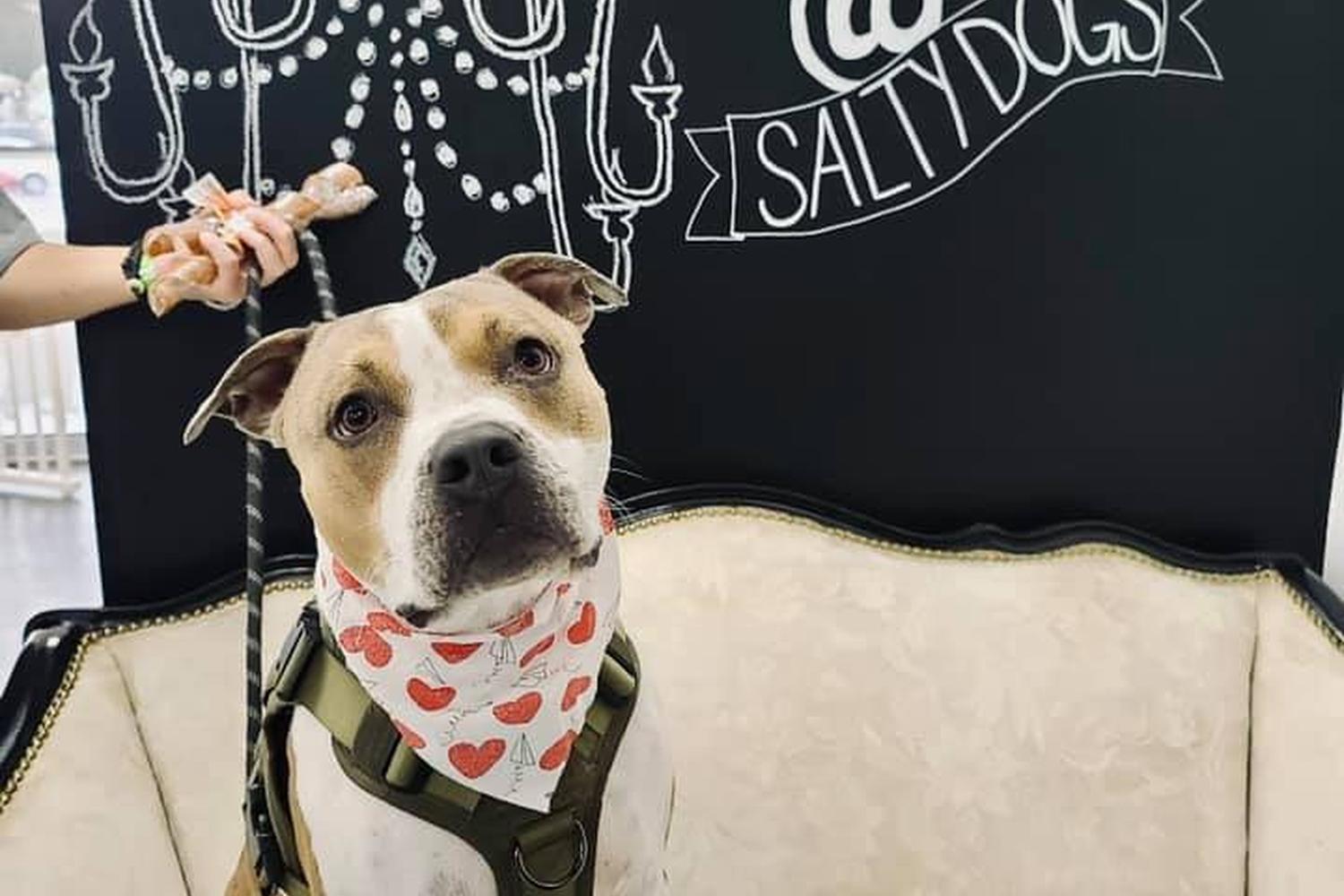 Salty Dogs DIY Dog Wash 0