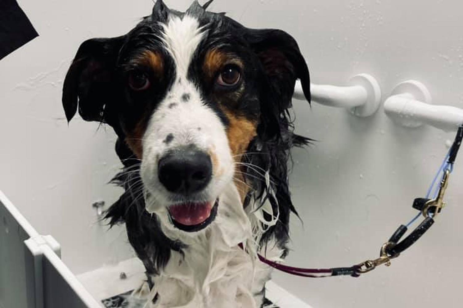 Salty Dogs DIY Dog Wash 4