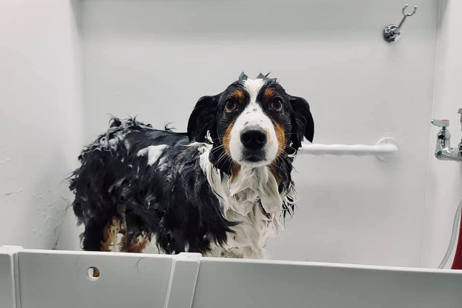 Salty Dogs DIY Dog Wash 5