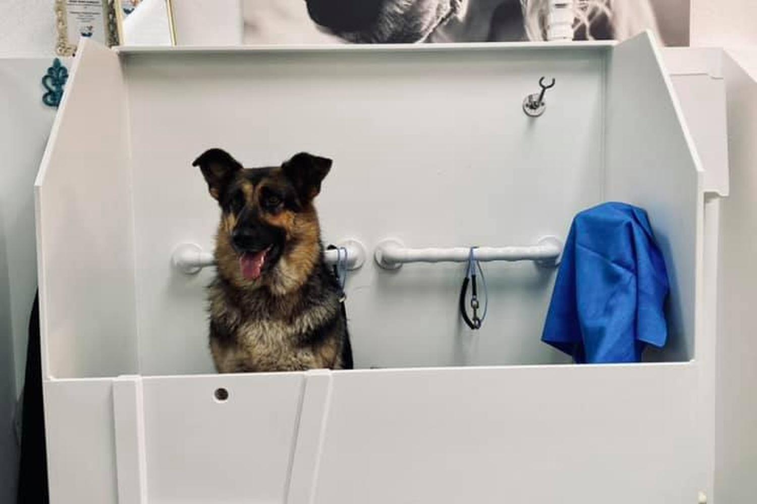 Salty Dogs DIY Dog Wash 7