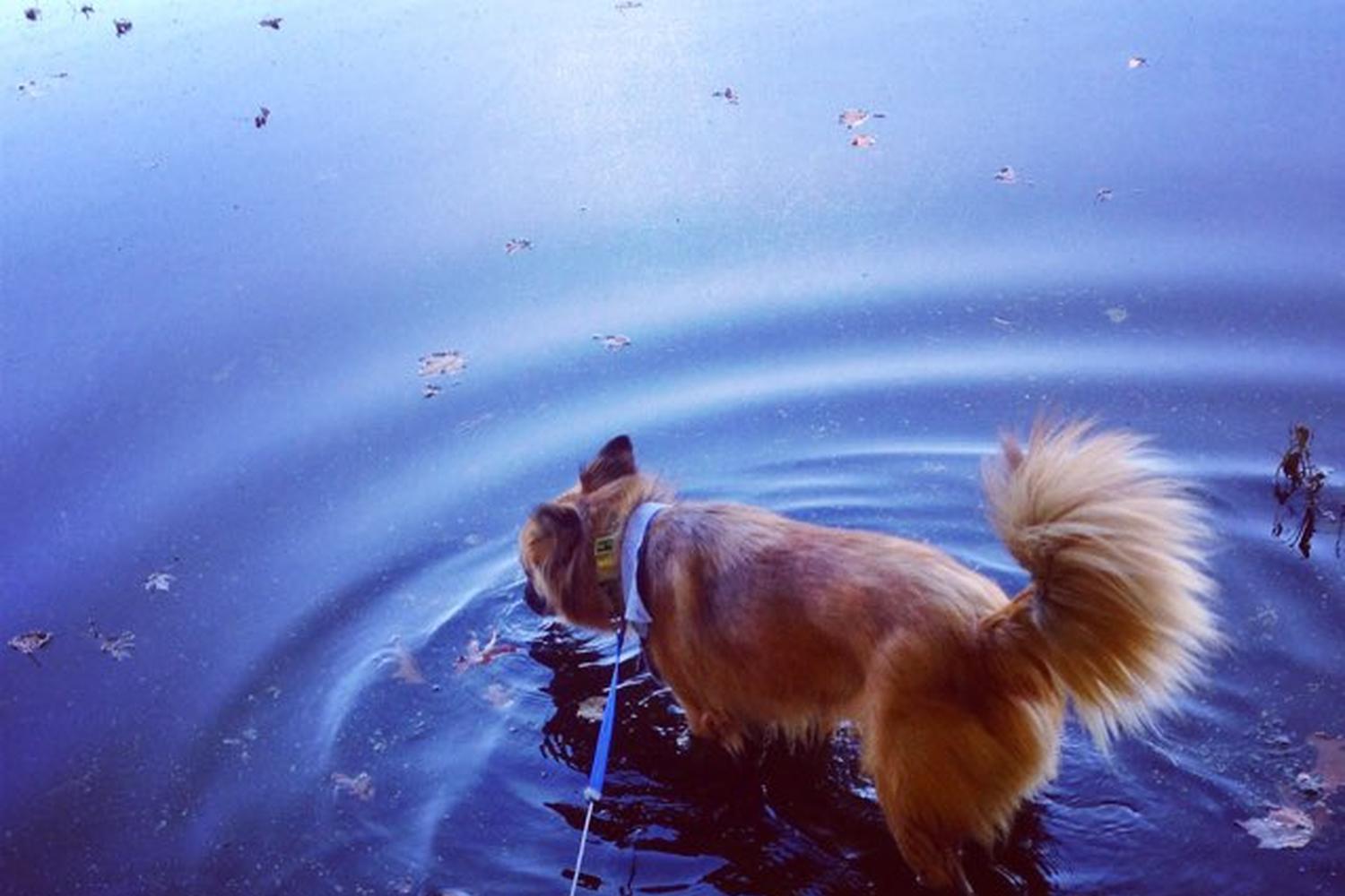 Forge Pond Park 5