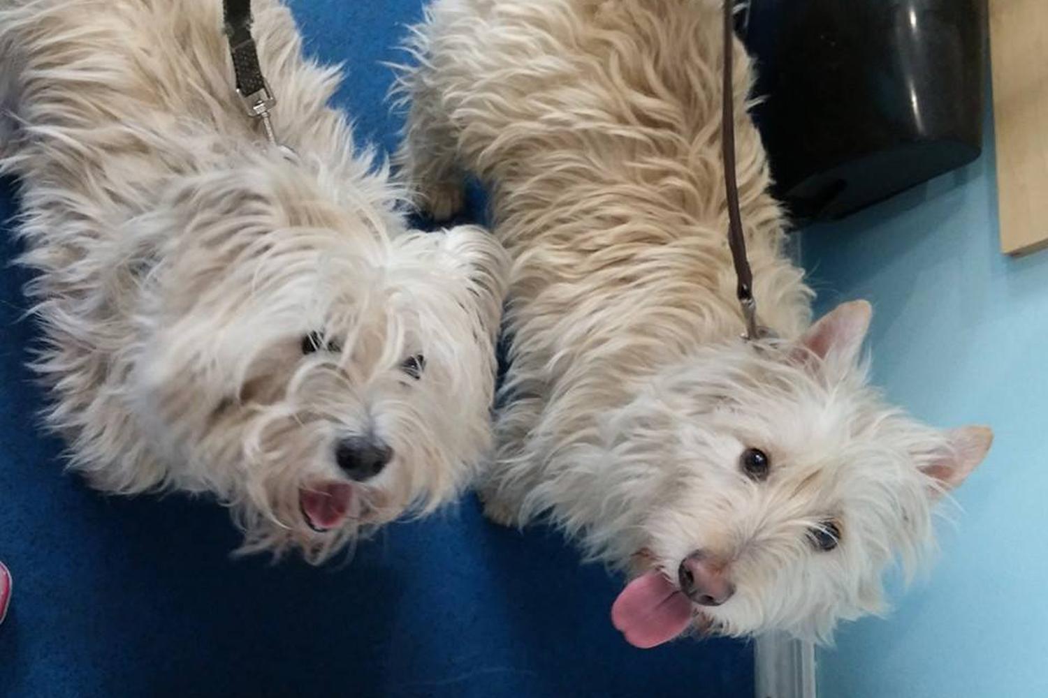 Scruffy to Fluffy  1