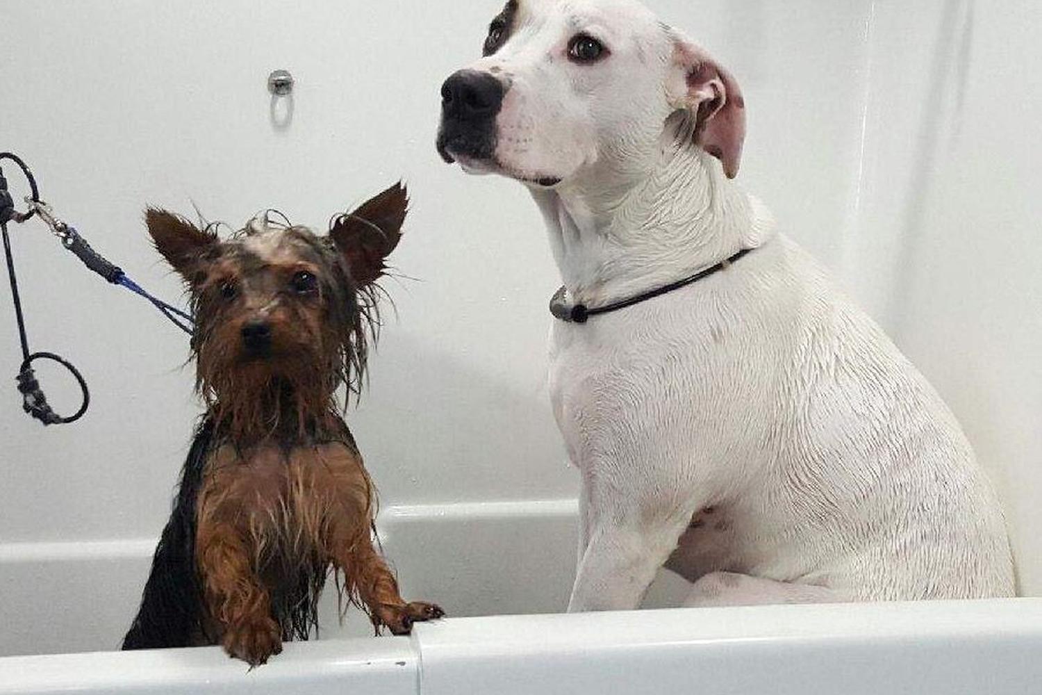 Scruffy to Fluffy  6