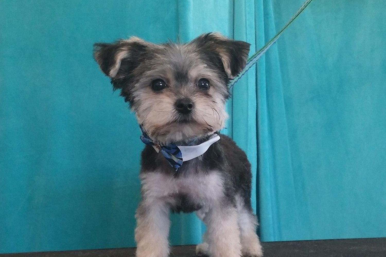 Scruffy to Fluffy  5