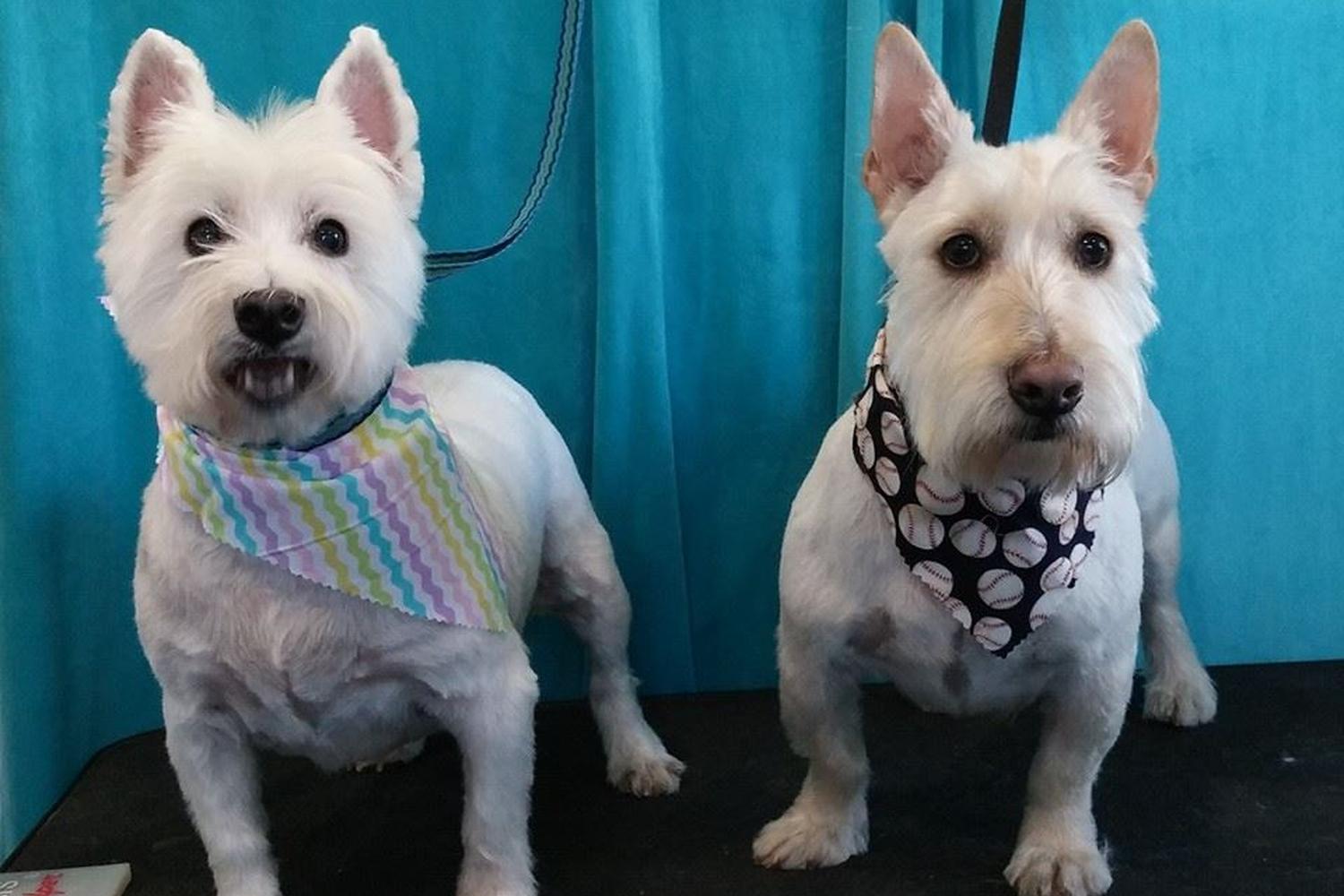 Scruffy to Fluffy  0