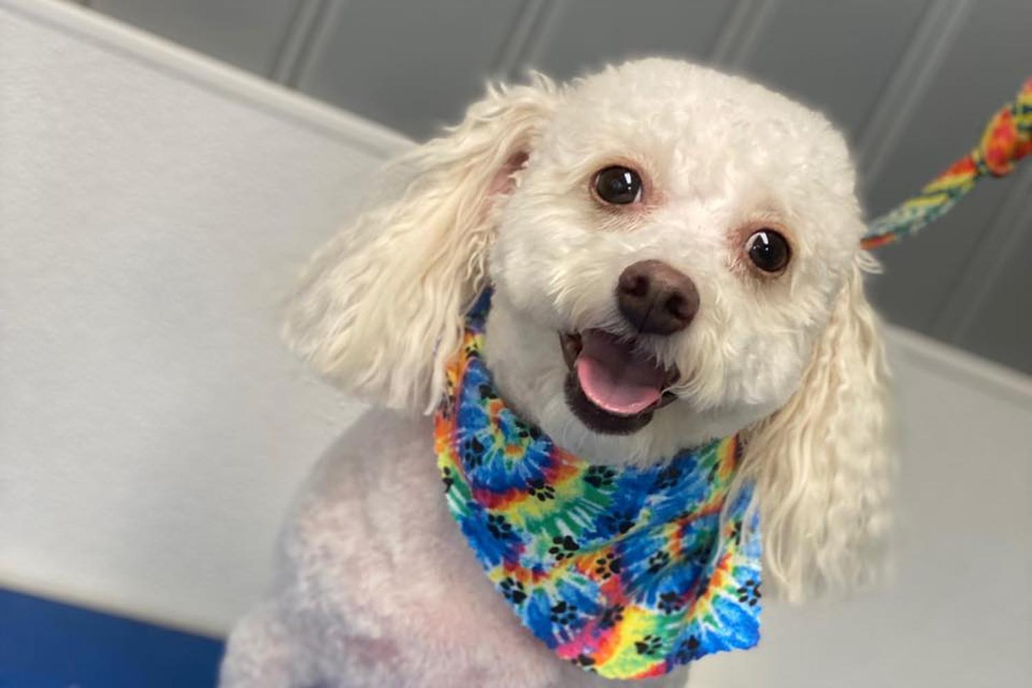 The Dog Wash and Grooming, Inc. 0