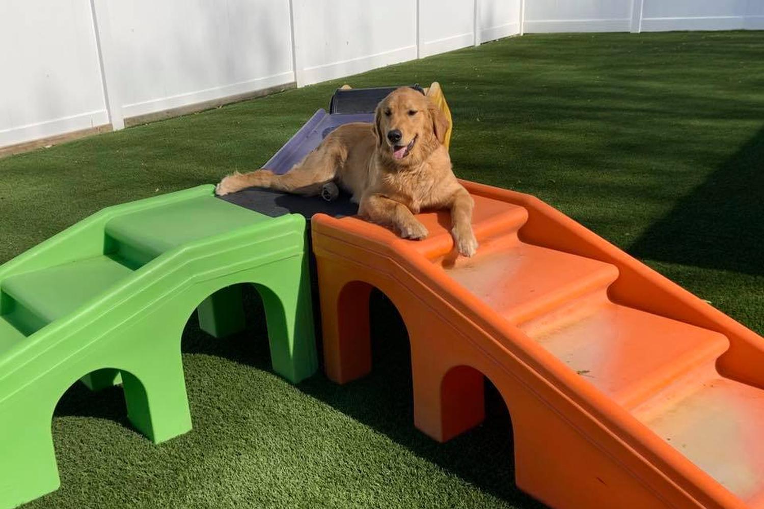 The Dog Wash and Grooming, Inc. 3