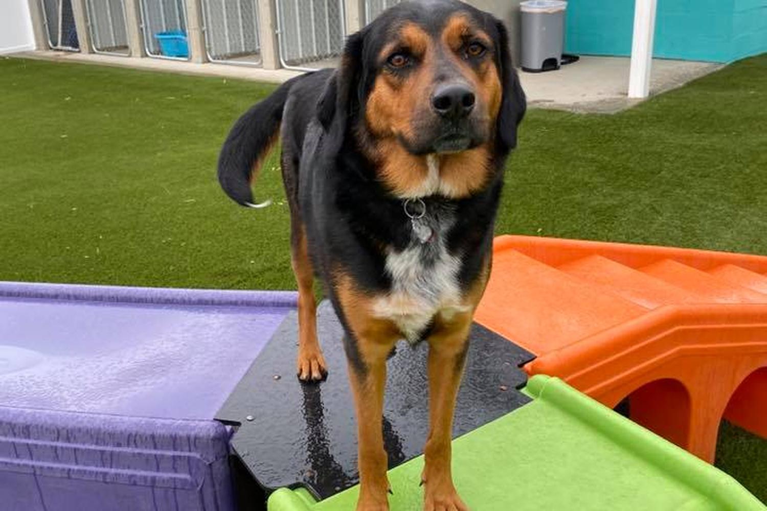 The Dog Wash and Grooming, Inc. 5