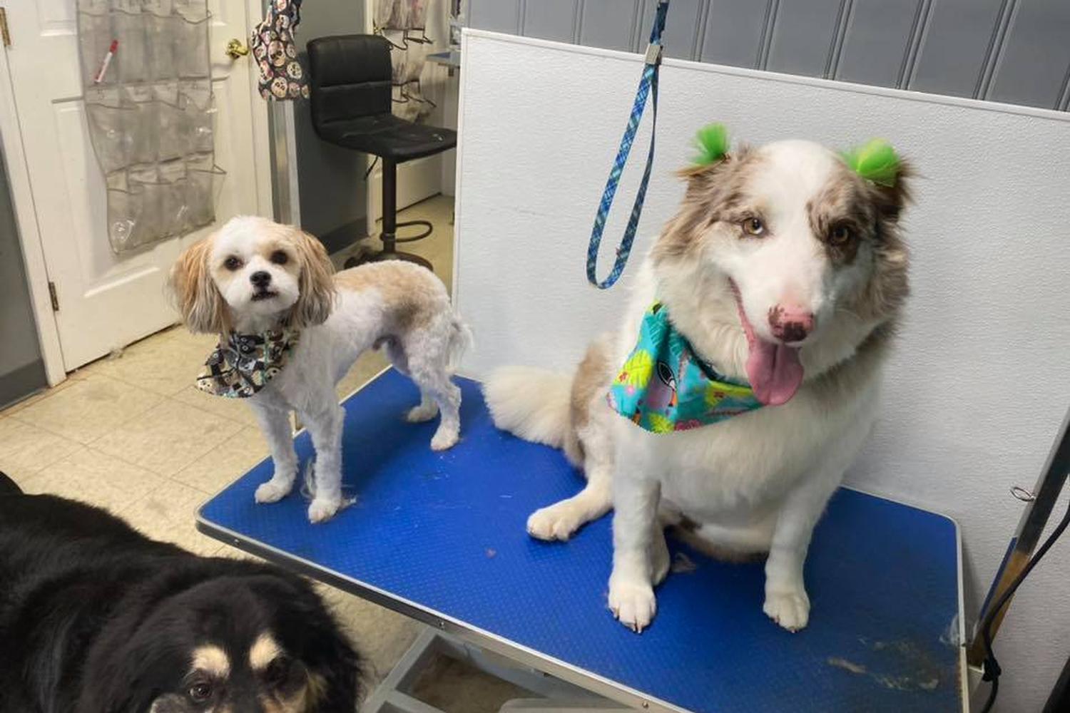 The Dog Wash and Grooming, Inc. 6