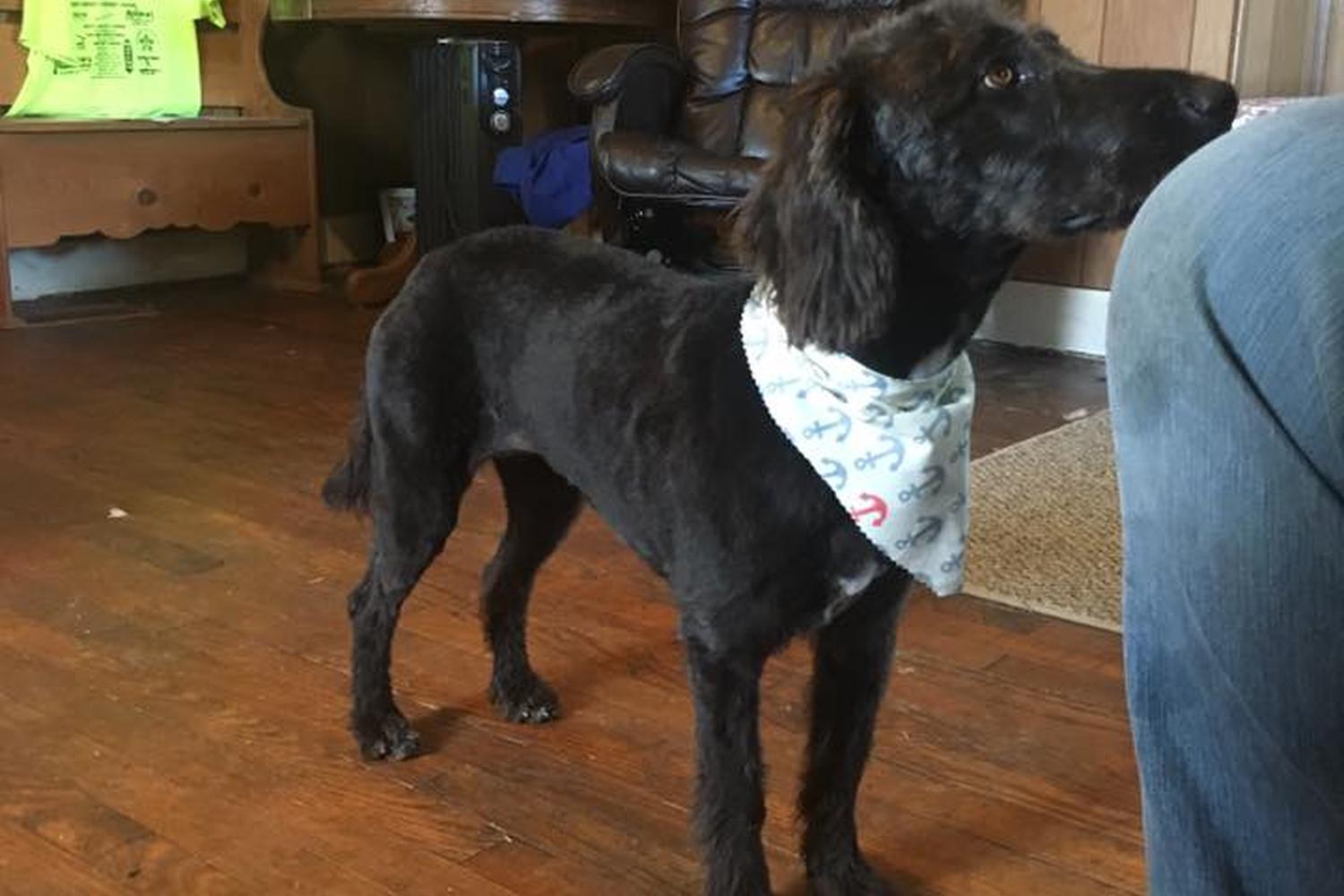 Cross Creek Pet Grooming  1