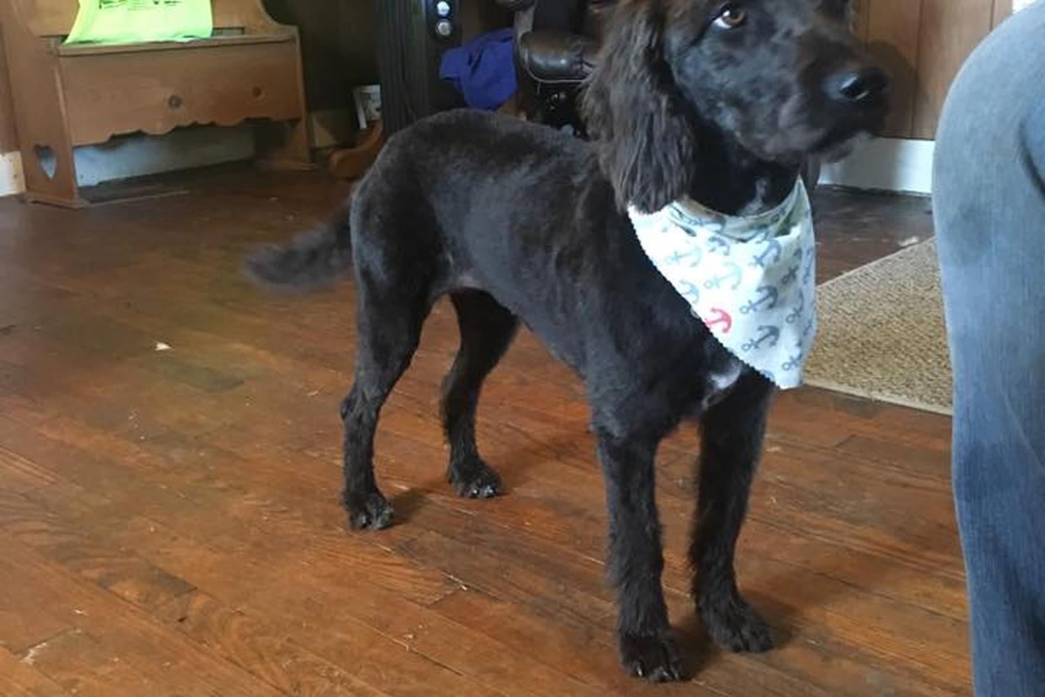 Cross Creek Pet Grooming  0