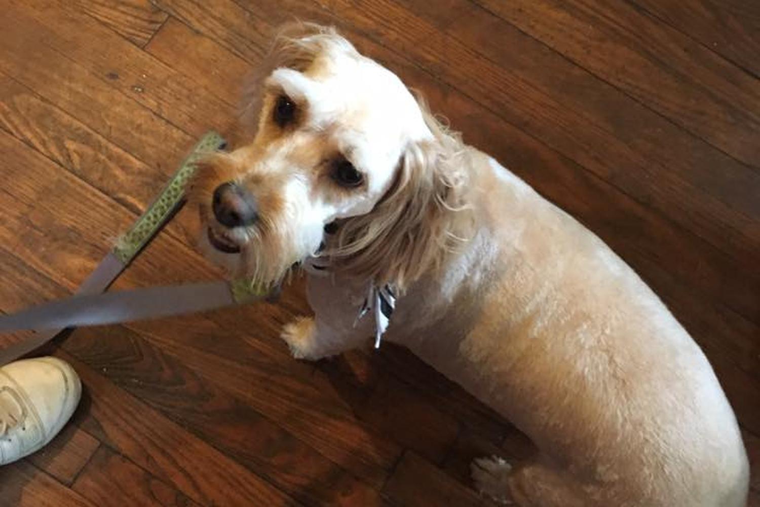 Cross Creek Pet Grooming  3