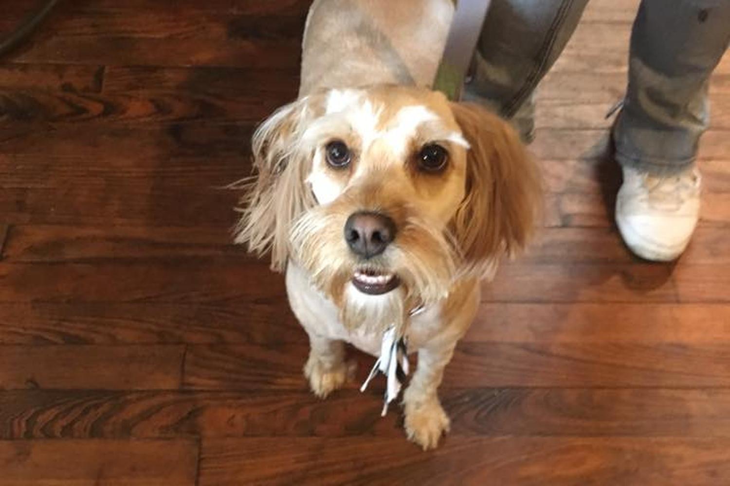 Cross Creek Pet Grooming  2