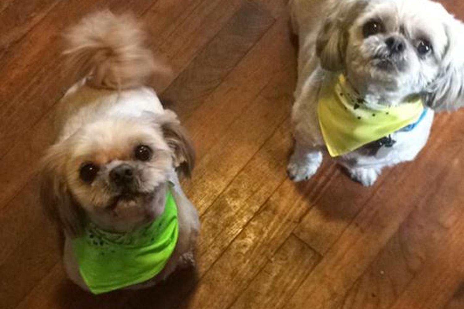 Cross Creek Pet Grooming  4