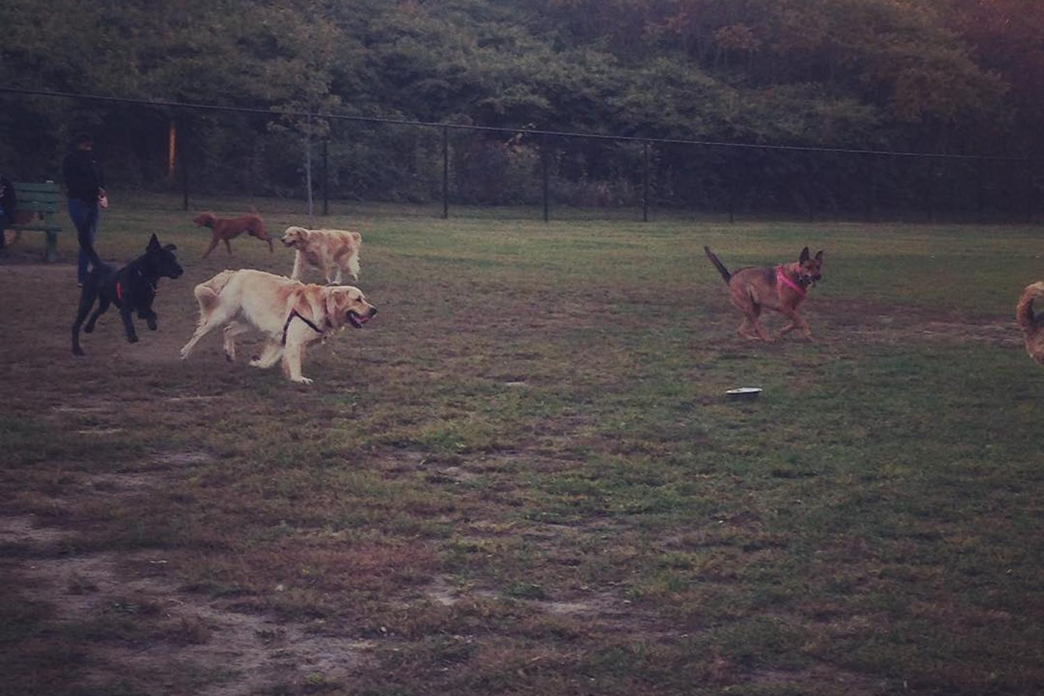 Merrymeeting Dog Park 5