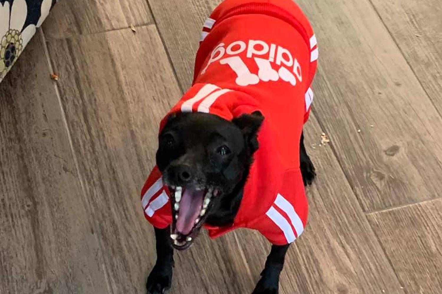 Puppy Patch Boutique 5