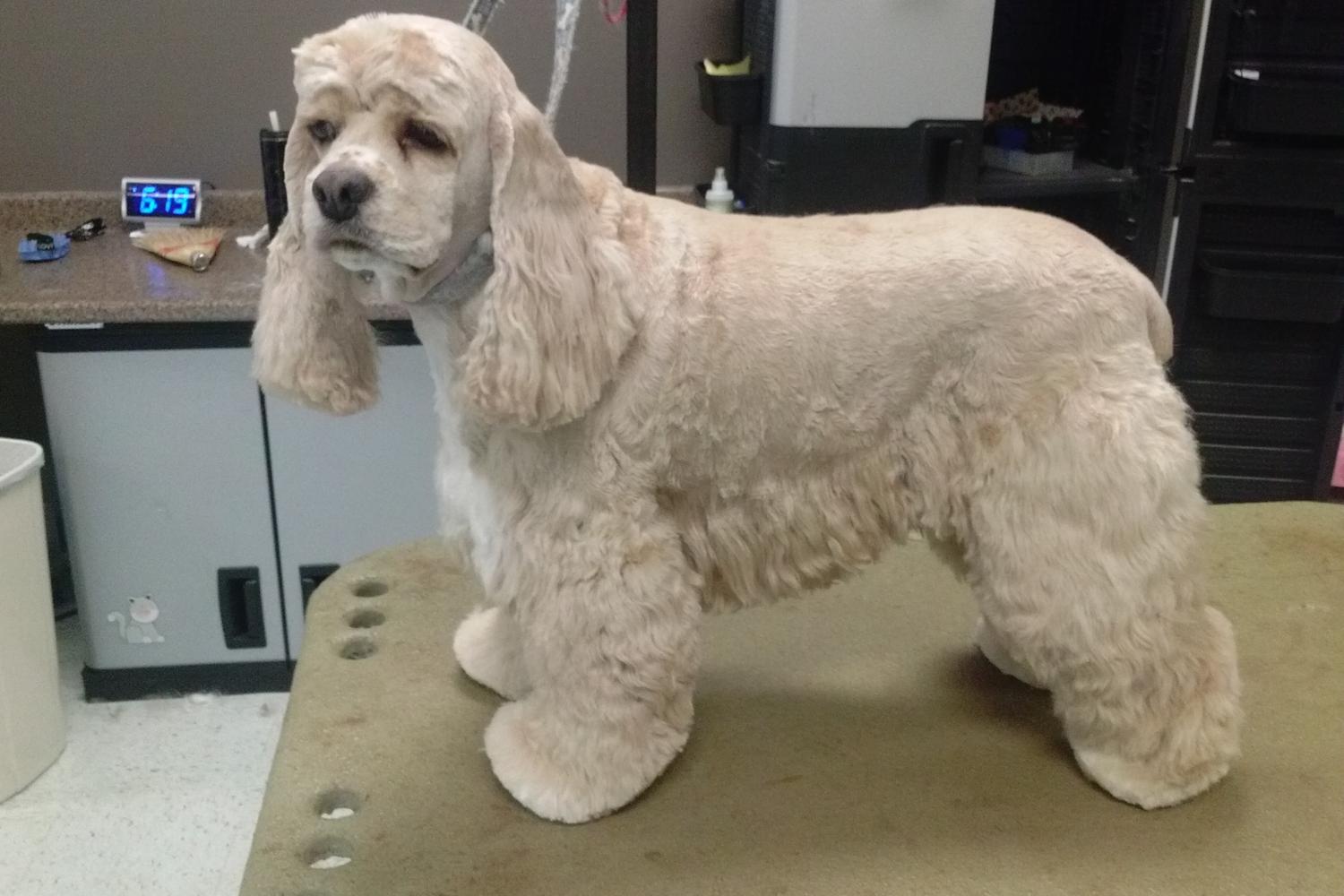 Woof-N-Whisker 3