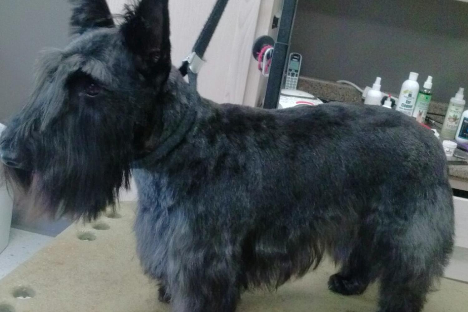 Woof-N-Whisker 4