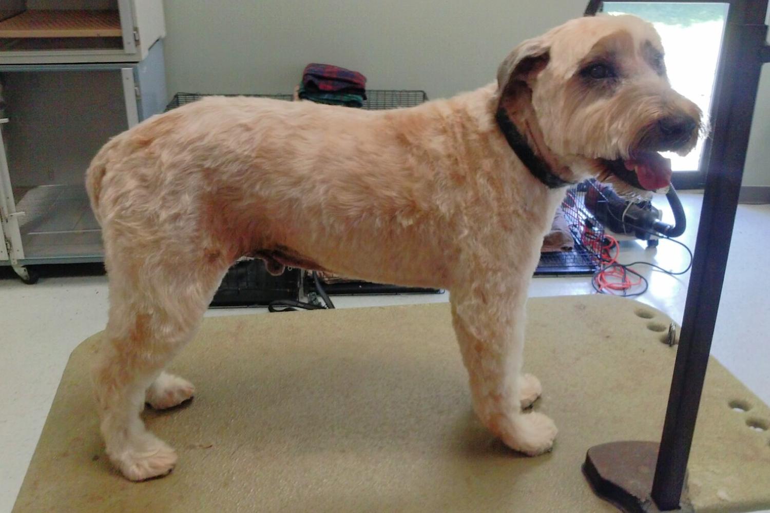 Woof-N-Whisker 5