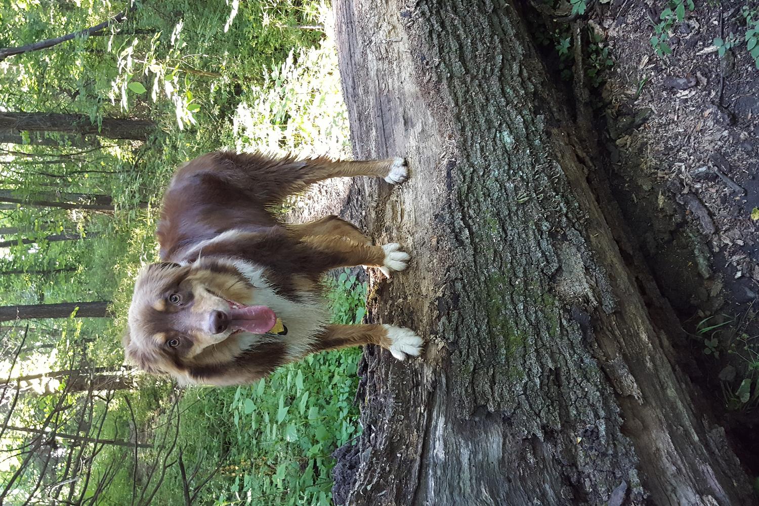 Mutt Run Off Leash Dog Area 5