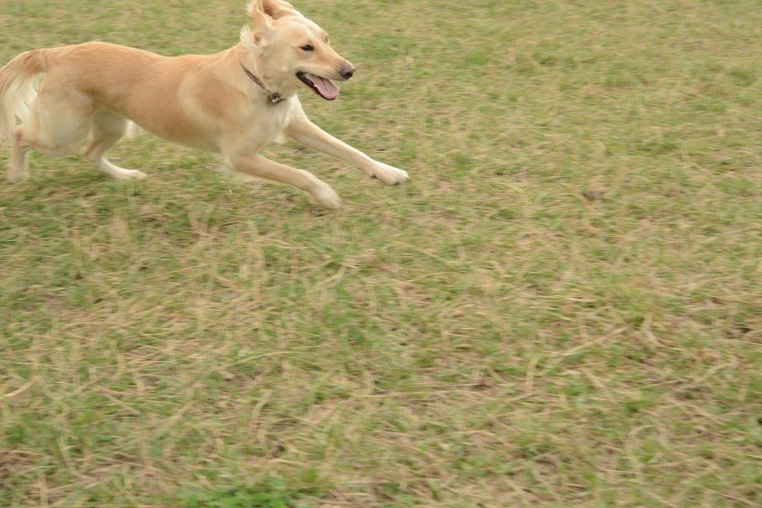 Mutt Run Off Leash Dog Area 1