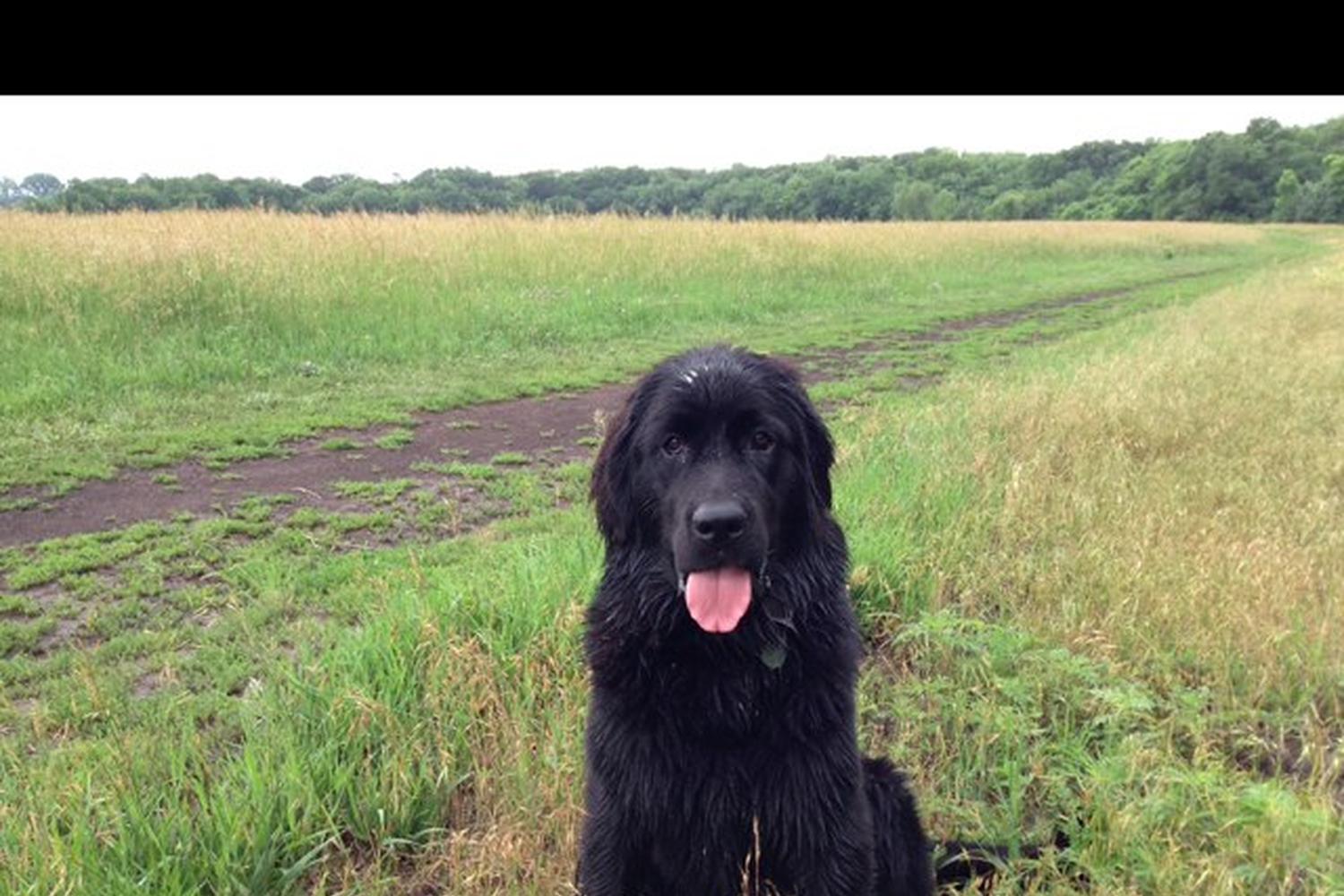 Mutt Run Off Leash Dog Area 2