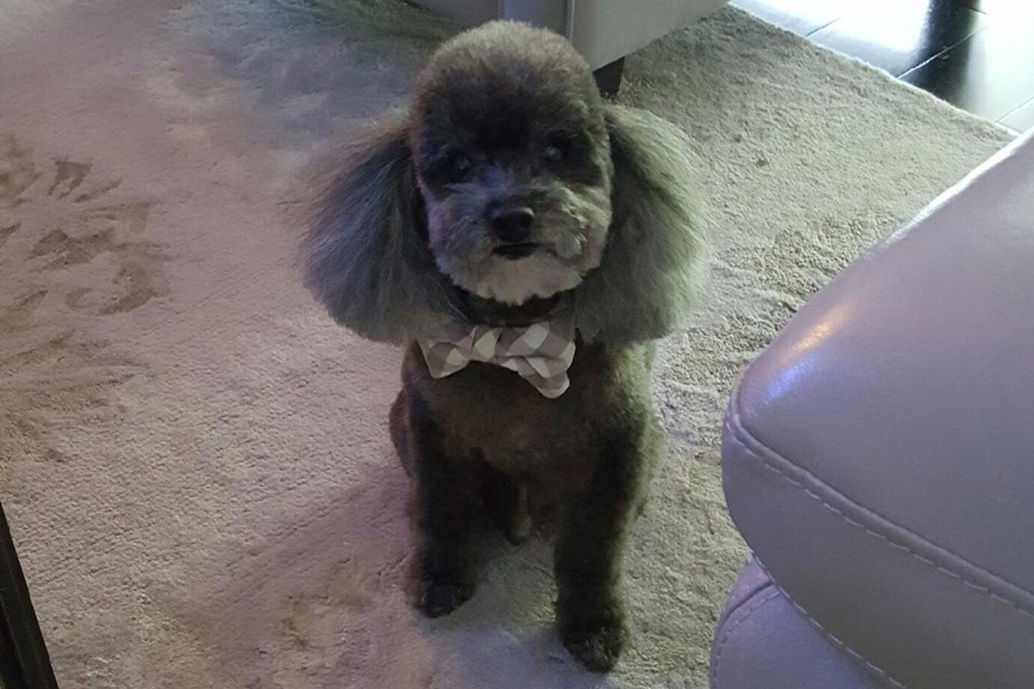 Mod-Dog Grooming Salon & Boutique 1